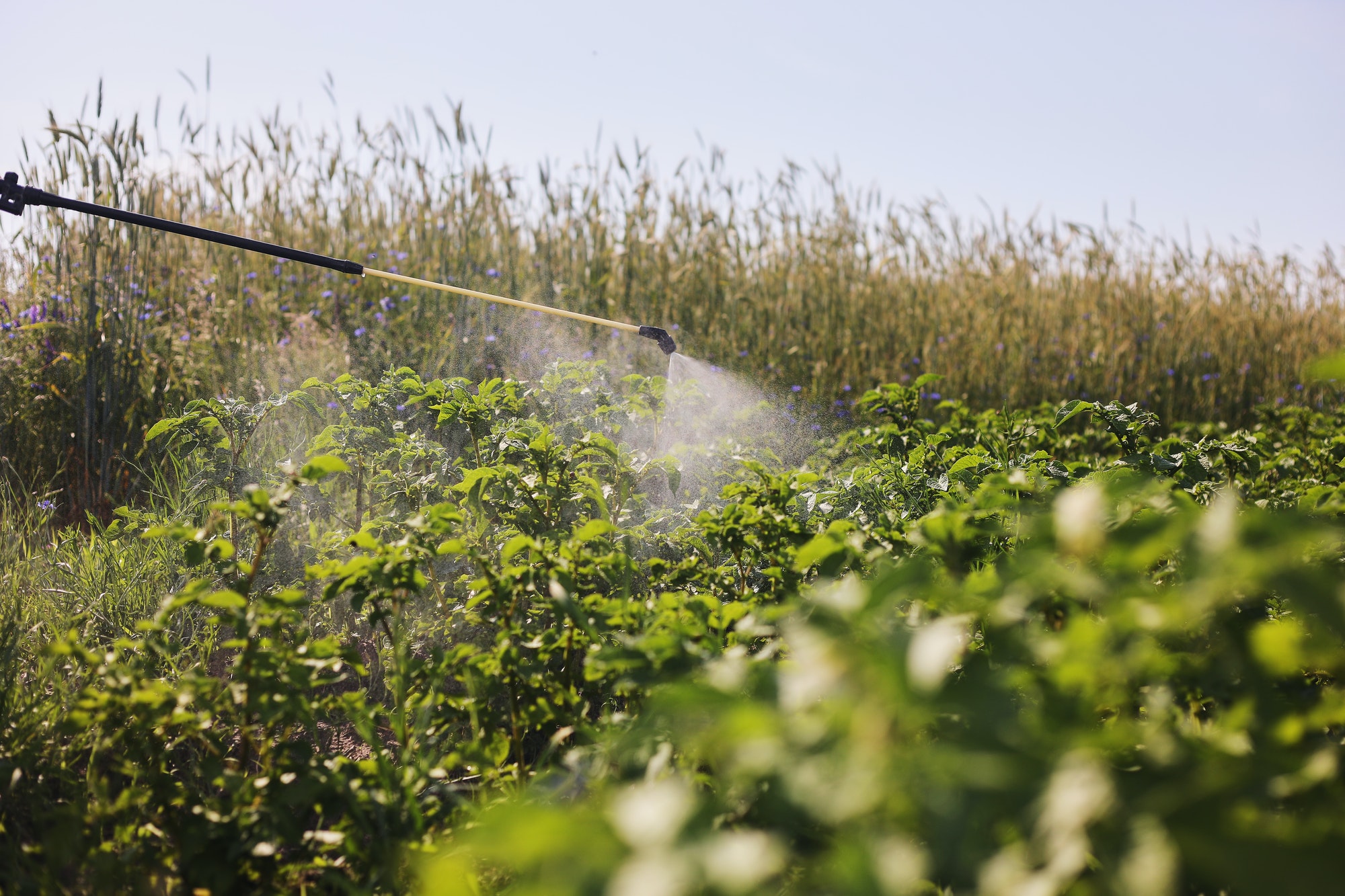 A farmer with a mist sprayer treats the potato plantation from pests and fungus infection.
