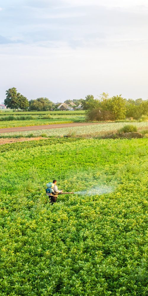 A farmer with a mist sprayer blower processes the potato plantation from pests and fungus infection