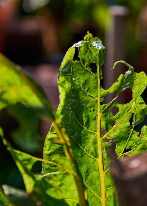Many bite marks of pest on the vegetable leaves