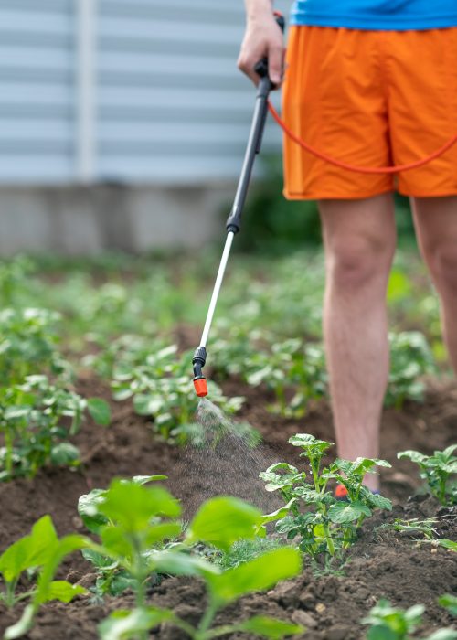 Treatment of plants in the garden from pests, spraying potatoes from a spray bottle