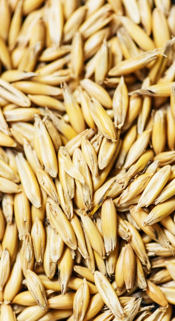 Wheat